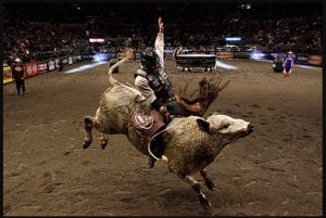 Image of a rider on a bull